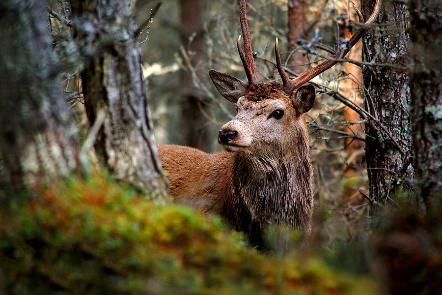 Stag in the woods #1 Photograph by Gavin Macrae