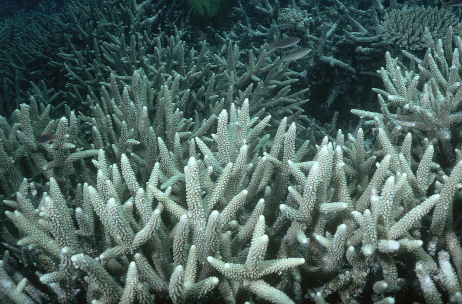 Staghorn Coral #1 Photograph by Newman & Flowers