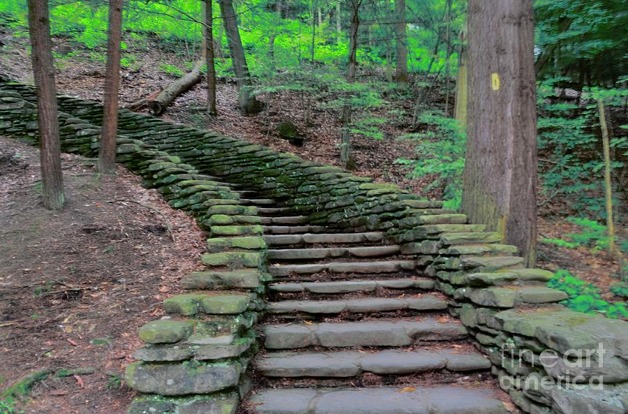 Tree Photograph - Stairway In The Woods by Kathleen Struckle
