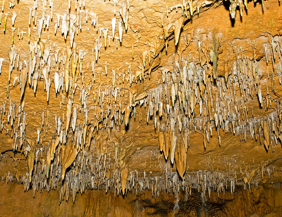 Stalactites In Florida Caverns State #1 Photograph by Millard H. Sharp