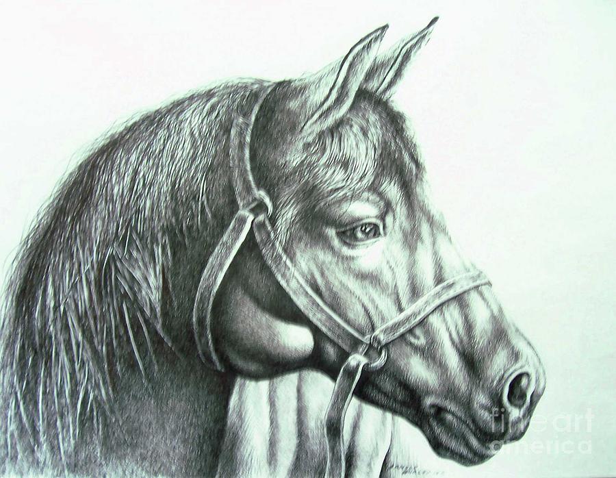 Stallion Drawing by Arnold Hurley - Fine Art America