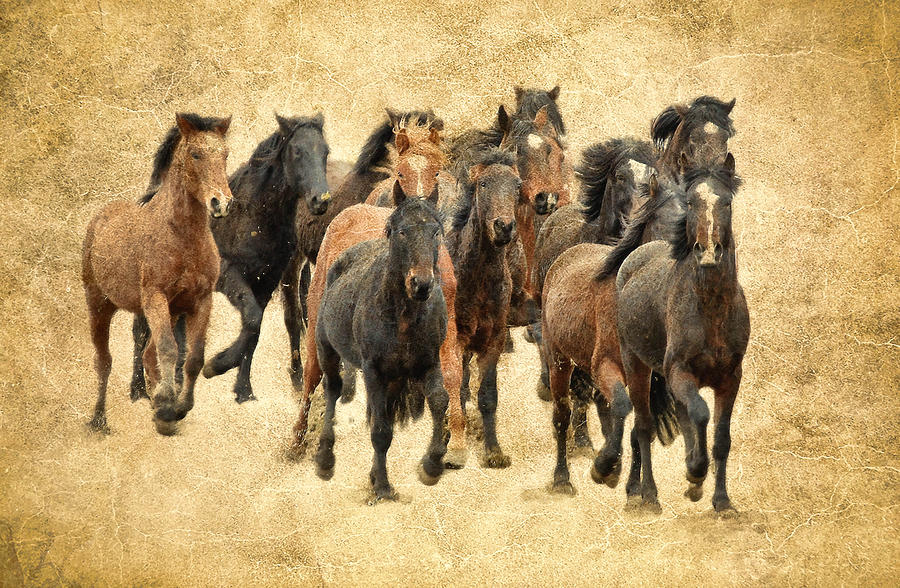 Stampede Of Wild Horses #1 Photograph by Athena Mckinzie