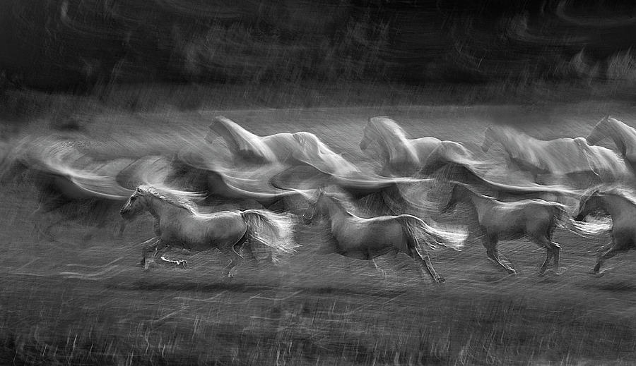 Horse Photograph - Stampedo #1 by Milan Malovrh