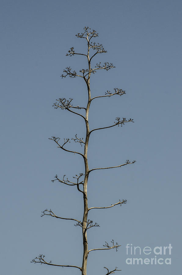 Trees-standing Alone Photograph
