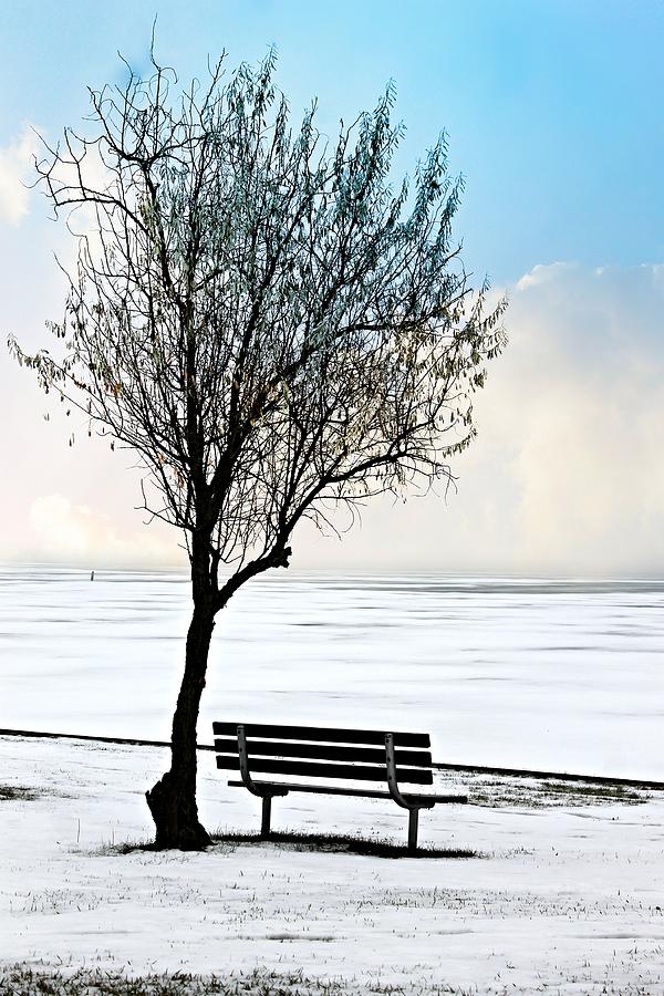 Tree Photograph - Standing Alone #1 by Rebecca Frank