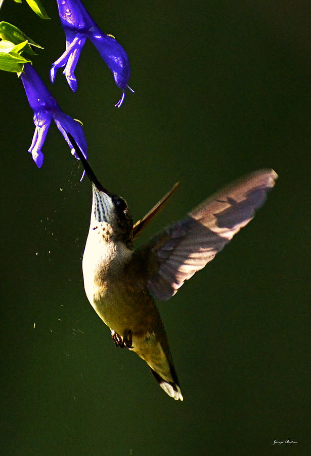 Standing In Motion - Hummingbird 001 #1 Photograph by George Bostian