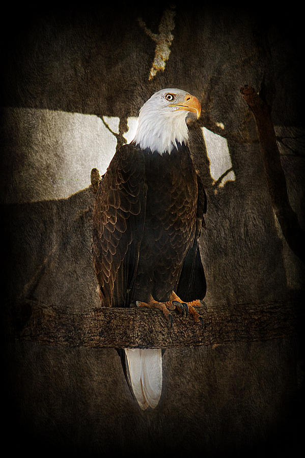 Standing Proud #1 Photograph by Melanie Lankford Photography