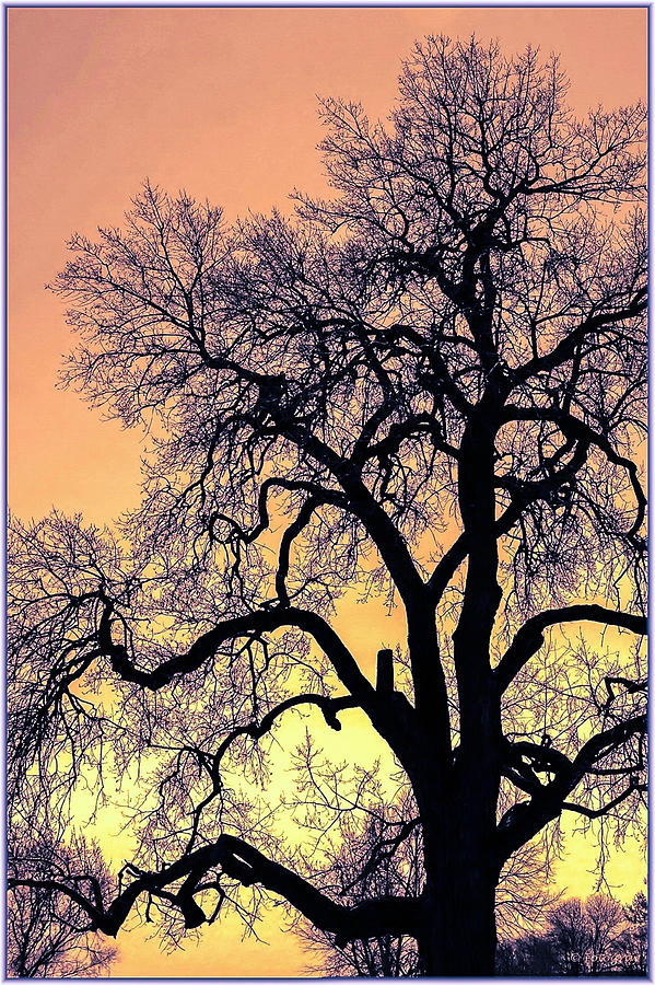 Tree Photograph - Standing Tall #1 by Donald J Gray