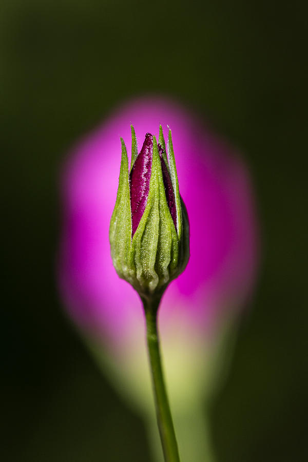 Standing Winecup Bud and Flower Photograph by Steven Schwartzman