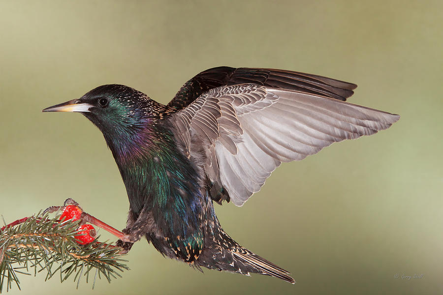 Nature Photograph - Stanley the Starling #2 by Gerry Sibell