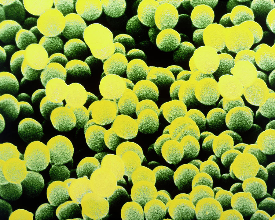 Staphylococcus Aureus Bacteria #1 Photograph by Dr Tony Brain/science Photo Library