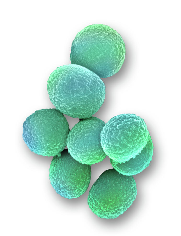 Staphylococcus aureus bacteria - Stock Image - B234/0142 - Science Photo  Library