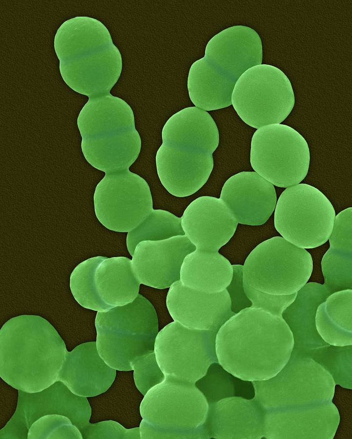Staphylococcus Epidermidis #1 Photograph by Dennis Kunkel Microscopy/science Photo Library