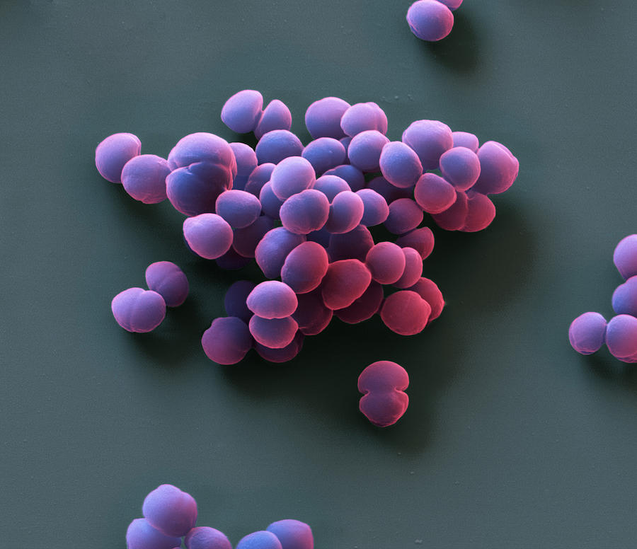 Staphylococcus pseudintermedius. Coloured scanning electron micrograph  (SEM) of Staphylococcus pseudintermedius bacteria. These Gram-positive  cocci (s Stock Photo - Alamy