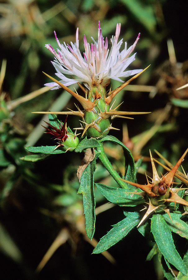 Star Thistle (centaurea Calcitrapa) #1 Photograph By Bruno Petriglia ...