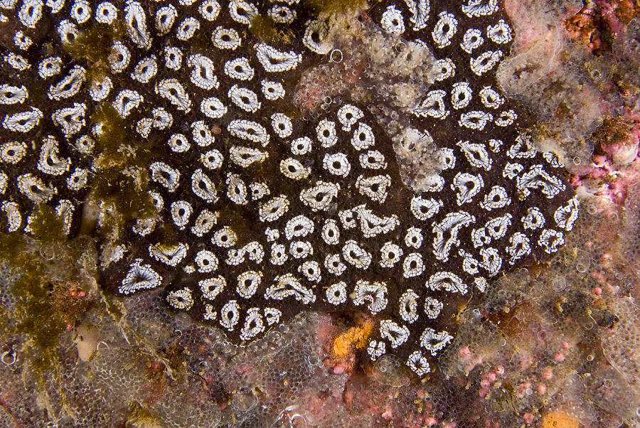 Star Tunicate #3 Photograph by Andrew J Martinez