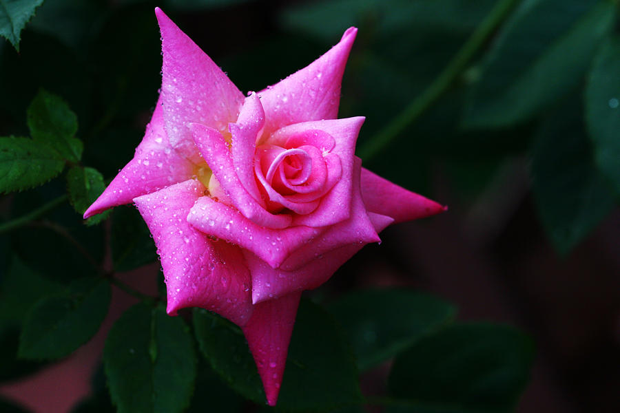 Rose Photograph - StarBright #2 by Doug Norkum