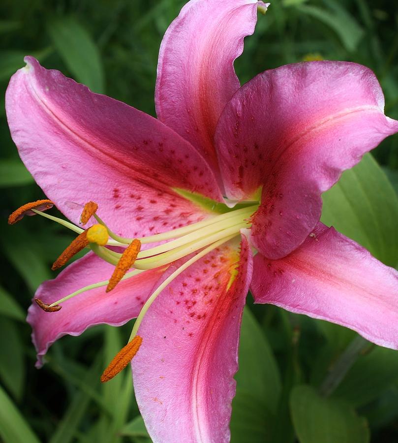 Starburst Lily Photograph by Bruce Bley - Fine Art America