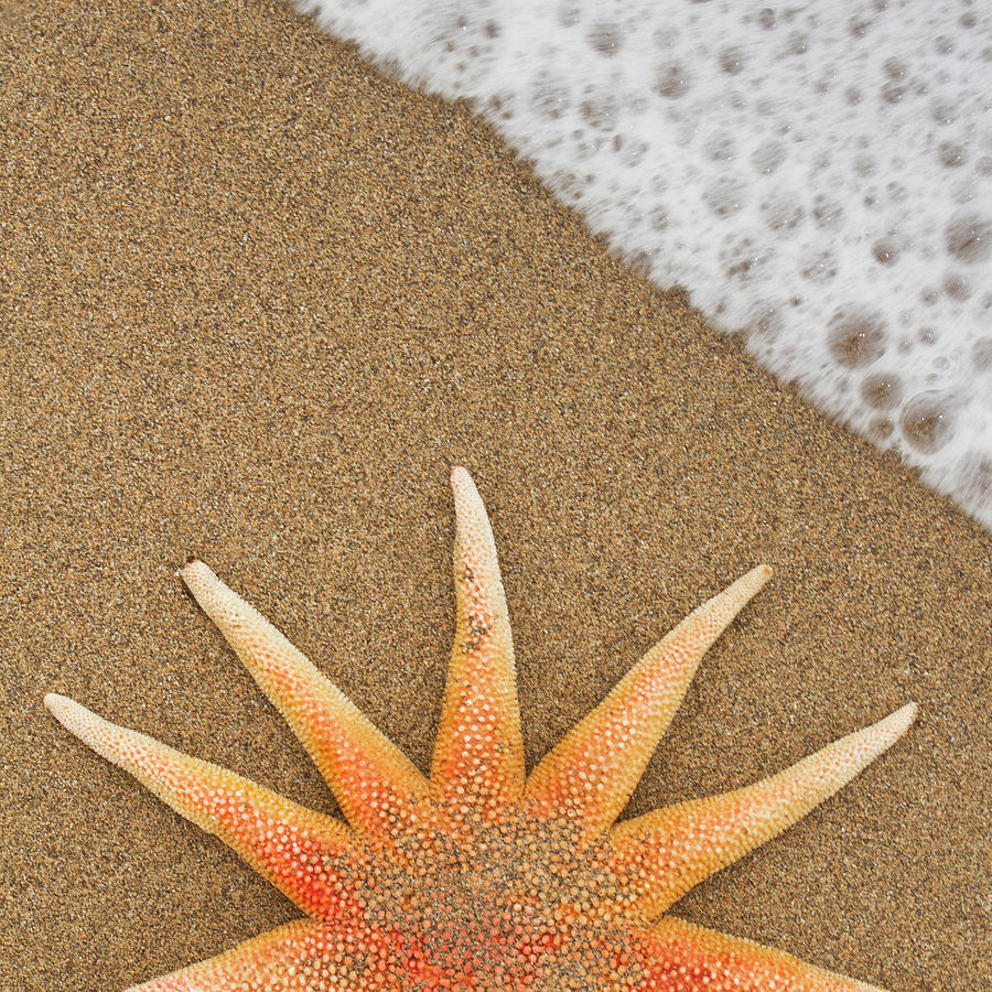 Starfish #1 Photograph by Alex Bramwell