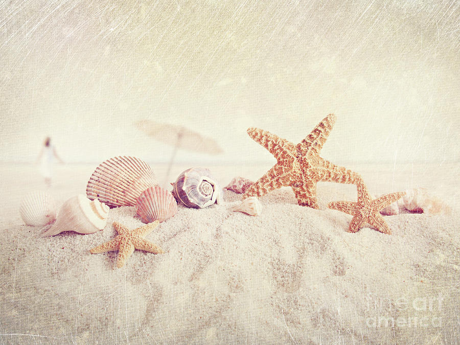 Nature Photograph - Starfish and seashells at the beach #1 by Sandra Cunningham