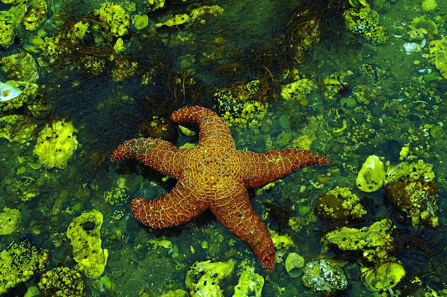 Starfish #1 Photograph by Jeff Swan