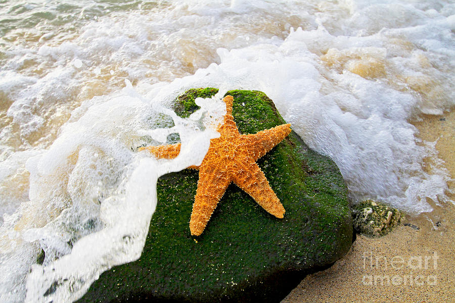 Starfish #1 Photograph by Laarni Montano