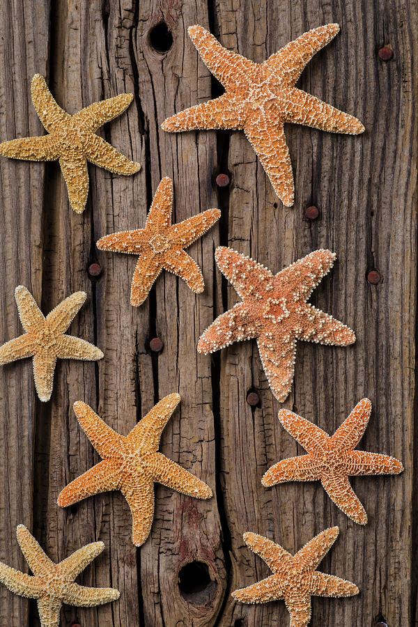 Starfish On Old Wood #1 Photograph by Garry Gay