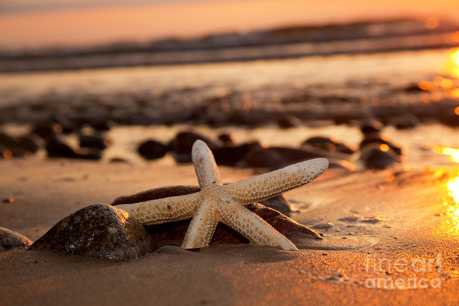 Starfish on the beach at sunset #1 Photograph by Michal Bednarek