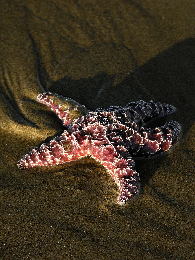 Starfish #1 Photograph by Robert Lozen