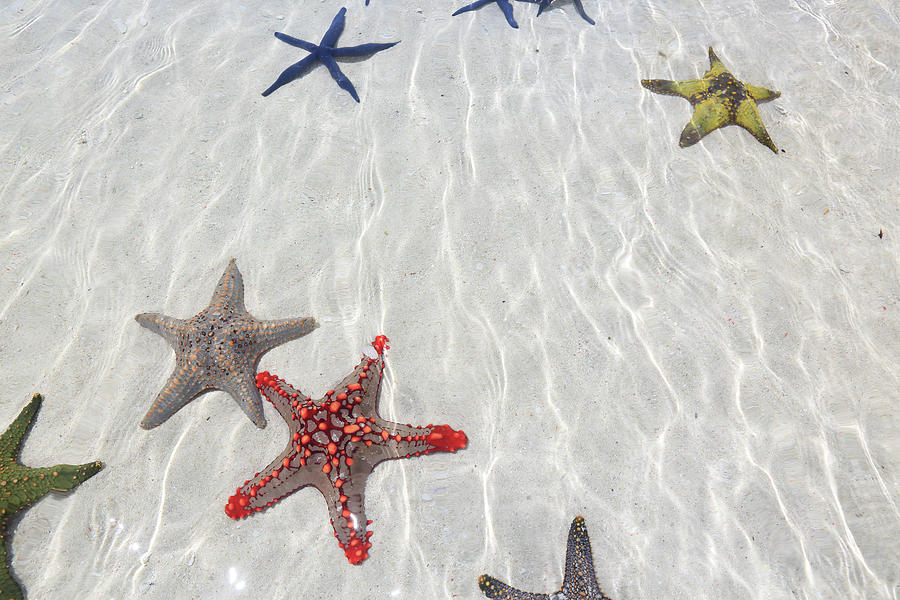 Starfish, Zanzibar #1 Photograph by Vincenzo Lombardo