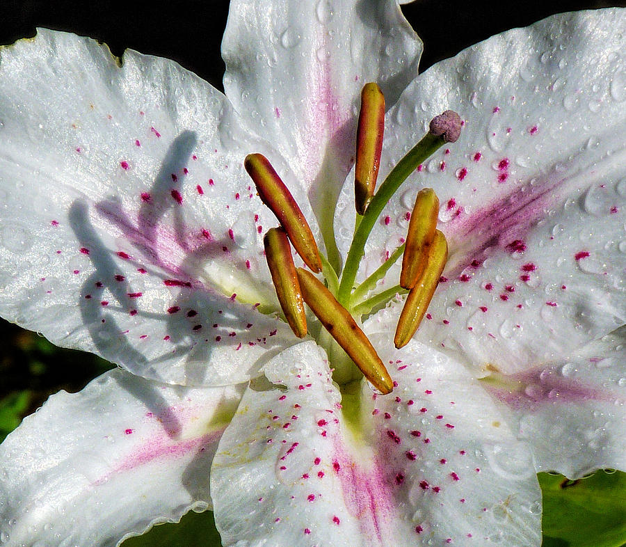 Stargazer Lily #1 Photograph by Lynn Bolt