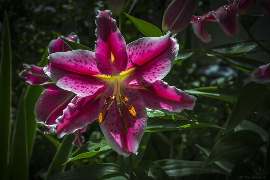 Stargazer Lily #1 Photograph by Phil Abrams
