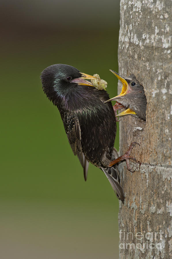 Animal Photograph - Starling And Young #1 by Anthony Mercieca