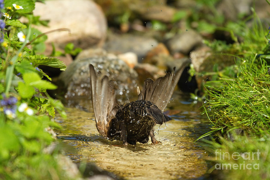 Nature Photograph - Starling Bathing #1 by Helmut Pieper