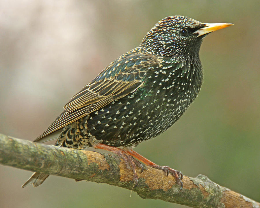 Starling On A Tree Branch Animal Portrait Photograph