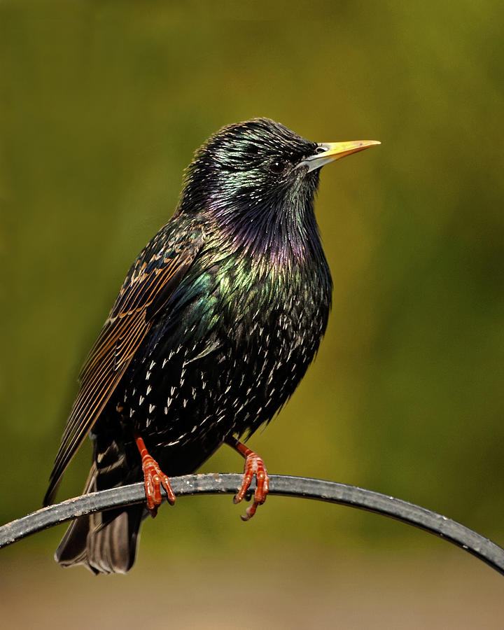 Starling #1 Photograph by Paul Scoullar