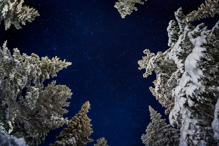 Nature Photograph - Starry Cold Night And Trees, Lapland #1 by Panoramic Images
