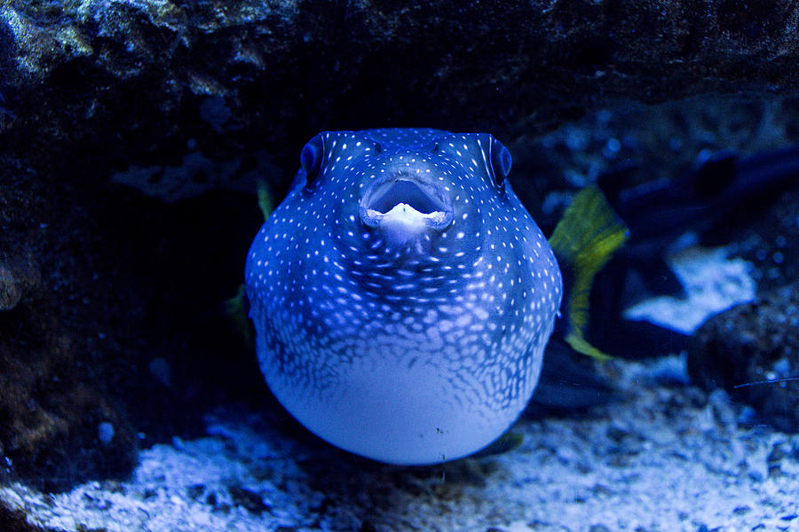 Stars And Stripes Puffer Fish Arothron #1 Photograph by Mark Newman