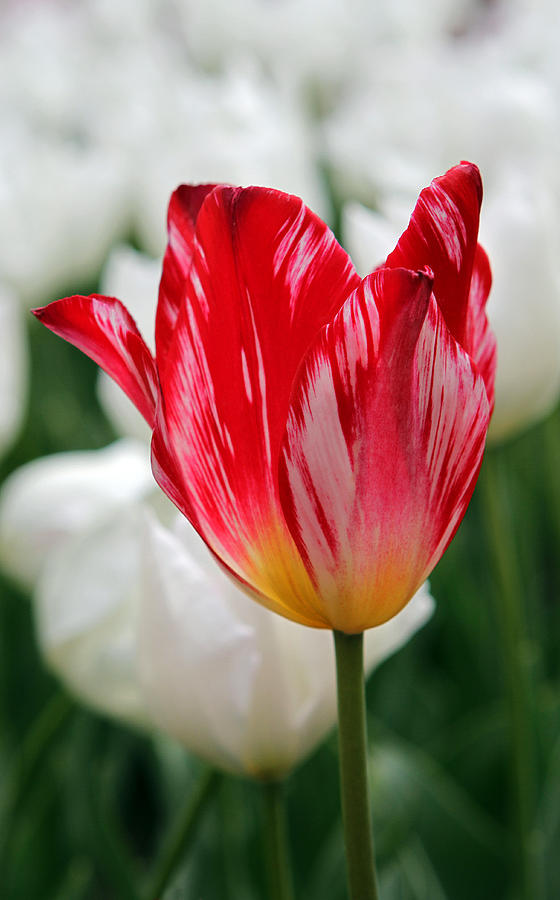 Tulip Photograph - Stay with Me #1 by Juergen Roth