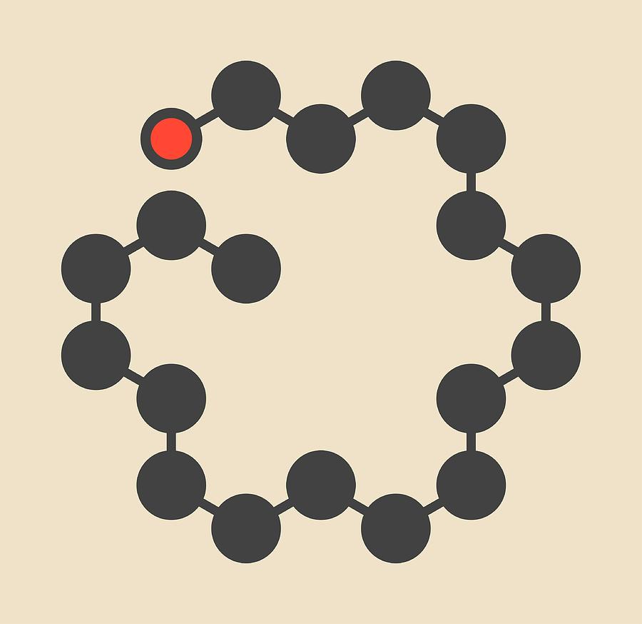 Stearyl alcohol molecule. Constituent of cetostearyl alcohol