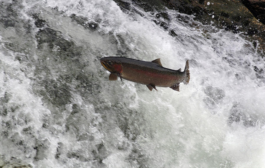 Steelhead Trout Jumping In Falls Photograph by Theodore Clutter - Fine ...