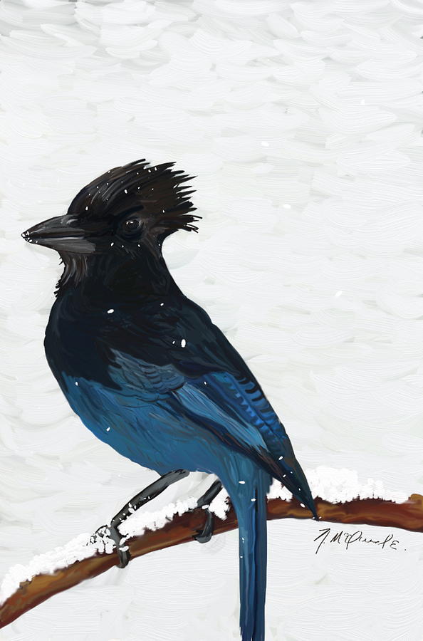 Stellar Jay Digital Art