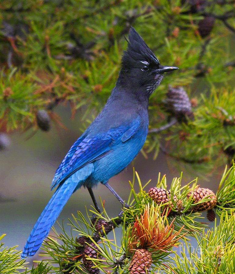 Stellar's Jay Photograph by Wonders of Nature Photography | Fine Art ...