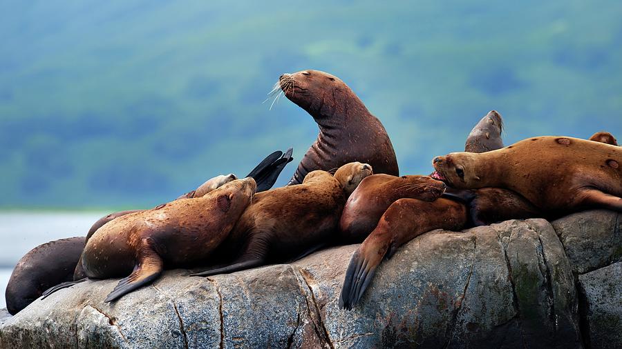 Steller Sea Lions Photograph by Alexander Semenov/science Photo Library