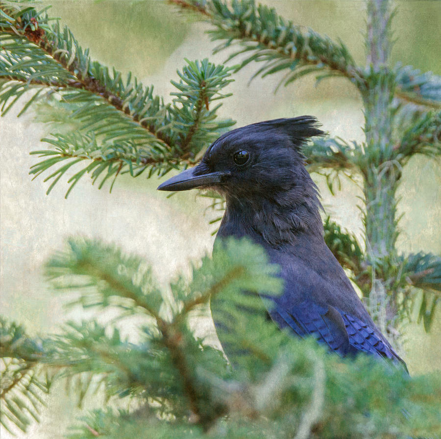 Stellers Jay #1 Photograph by Angie Vogel