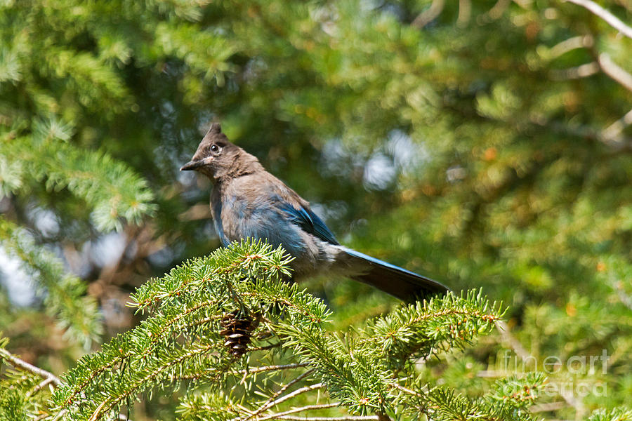Stellers Jay in Endovalley #1 Photograph by Fred Stearns