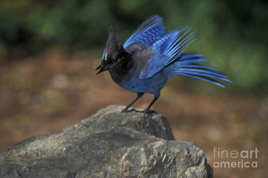 Bird Photograph - Stellers Jay #1 by Ron Sanford