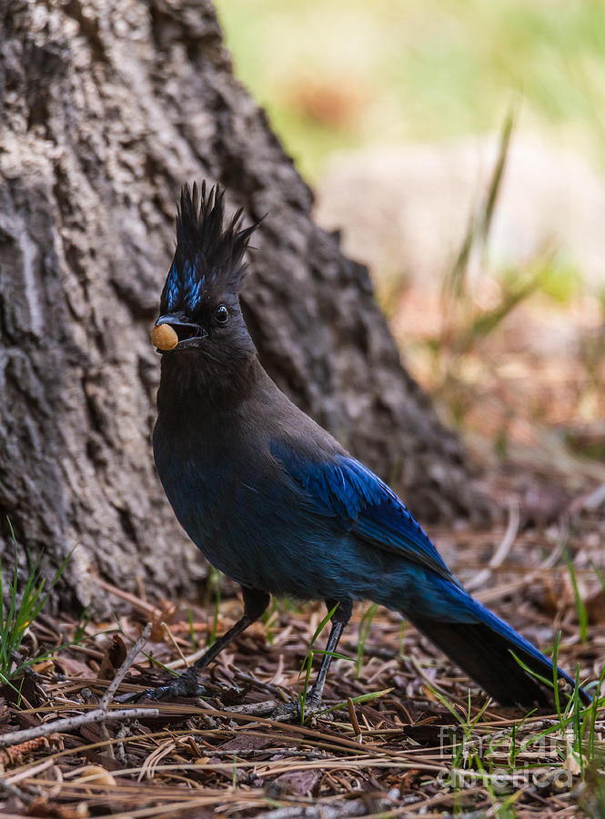 Wildlife Photograph - Stellers Jay With Nut #1 by Mitch Shindelbower