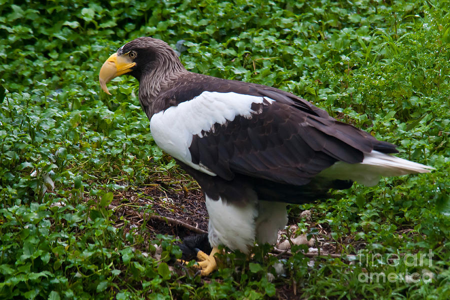 Nature Photograph - Stellers Sea Eagle #1 by Mark Newman