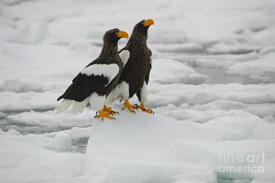 Animal Photograph - Stellers Sea Eagles #1 by John Shaw